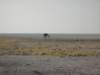 withouttreeslifeisseemsdifficultforgiraffesethoshanationalparknamibia_small.jpg