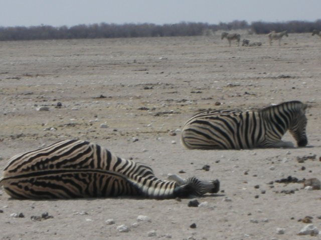 zebraalivebutrestingethoshanationalparknamibia.jpg