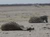 zebraalivebutrestingethoshanationalparknamibia_small.jpg
