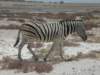 zebrasandspringboksarethemostcommonlargeanimalsinethoshanationalparknamibia_small.jpg