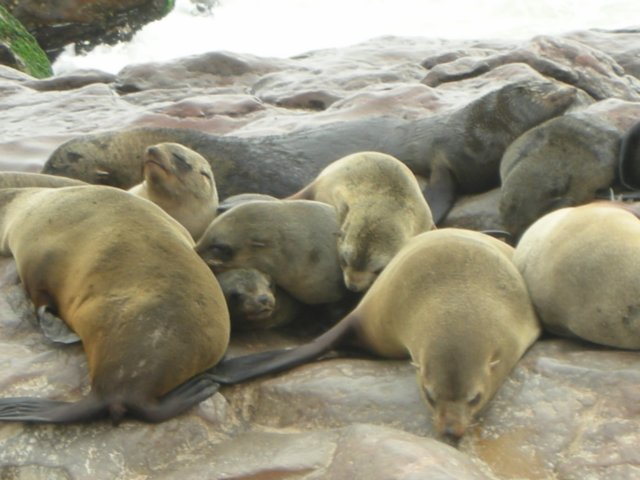 asthesealslieovereachothermanybabiesgetcrushedespeciallywhenthereispanicandthesealsmovequickly.jpg