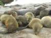 asthesealslieovereachothermanybabiesgetcrushedespeciallywhenthereispanicandthesealsmovequickly_small.jpg