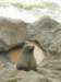 capefursealcapecrossnamibia_small.jpg