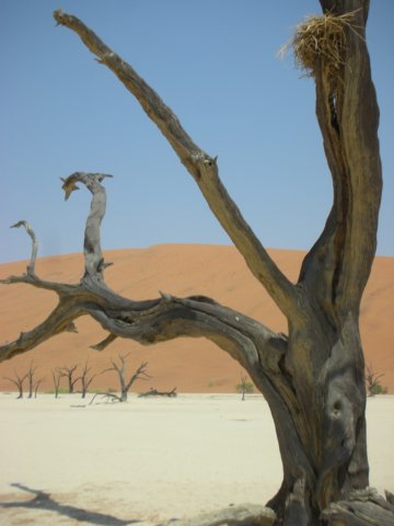 deadvleinamibia4.jpg