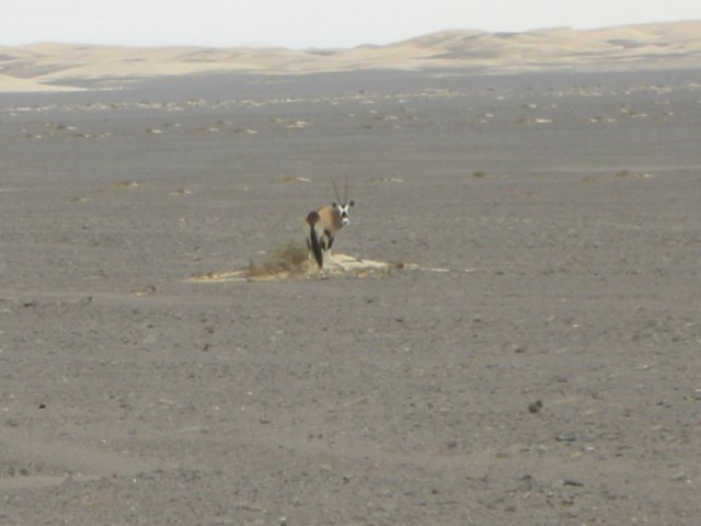 despitebeinganincreadiblyinhospitaleareaevensomelargeranimalslikethisoryxsurviveontheskeletoncoastnamibia.jpg