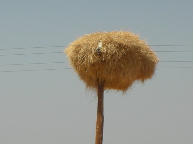 duetothelackoftreesbirdsbuildnestsonmostelectricpoles.jpg