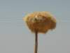 duetothelackoftreesbirdsbuildnestsonmostelectricpoles_small.jpg