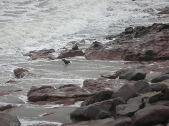 gettingoutofthewaterisnoteasyevenforthesealstheyarewashedagainsttherocksandpulledbackinbythewaves.jpg