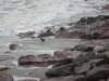 gettingoutofthewaterisnoteasyevenforthesealstheyarewashedagainsttherocksandpulledbackinbythewaves_small.jpg
