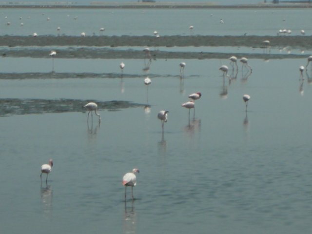 inthevicinityofswakopmundtherearemanyflamingos.jpg