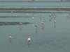 inthevicinityofswakopmundtherearemanyflamingos_small.jpg