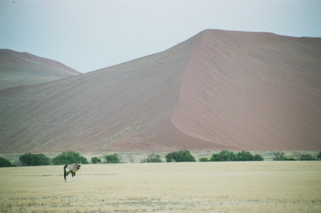 oryxsurviveinthisareasossusvleinamibia.jpg