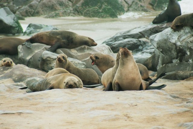 thecapecrosssealreservesometimeshasthousandsofcapefurseals.jpg