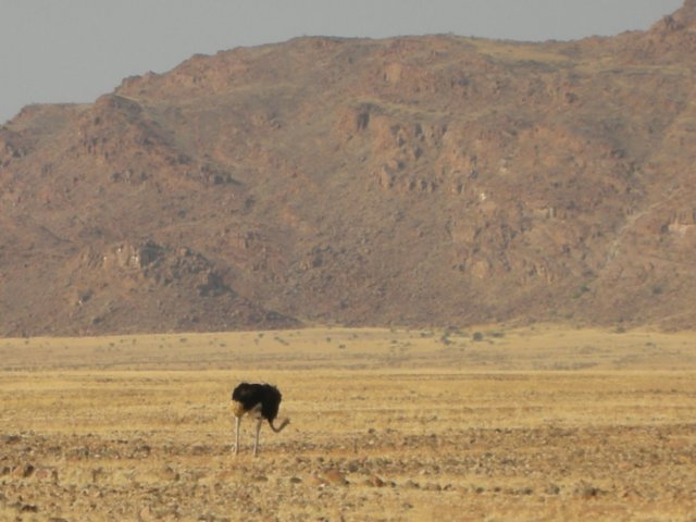 thenamibrandnaturereserveishometoseveralanimalspeciesincludingostrichasseenhere.jpg