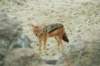 thereareseveralblackbackedjackalsaroundwhoduringthebreedingseasongettoeatmanybabyseals_small.jpg