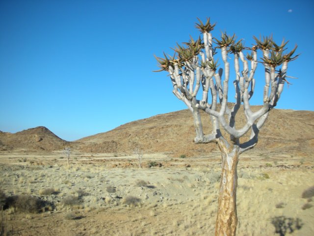 thesetreesarecommoninthesouthofnamibia.jpg