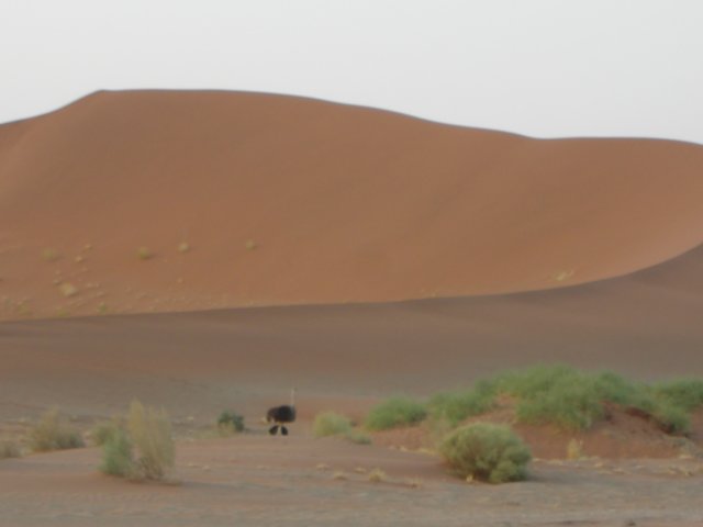 wealsosawostrichtheblackdotinthemiddlesossusvleinamibia.jpg