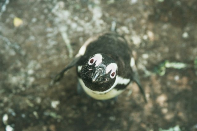 andpenguinsarerathercurious.jpg