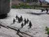 atsimonstownnearcapetownsouthafrica_small.jpg