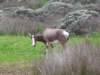 bontebokincapeofgoodhopenationalparkcapetownsouthafrica_small.jpg