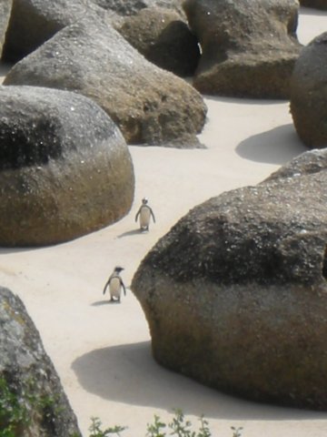 nearcapetownsouthafrica3.jpg