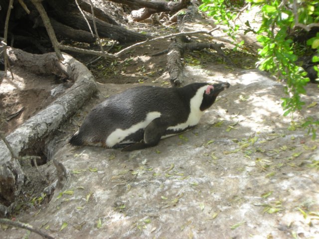 penguinsarefunnytowatch.jpg