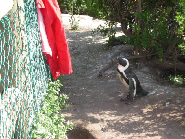 penguinsseemtobeattractedbyredcolourlikevictoriasjacket.jpg