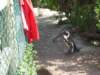 penguinsseemtobeattractedbyredcolourlikevictoriasjacket_small.jpg