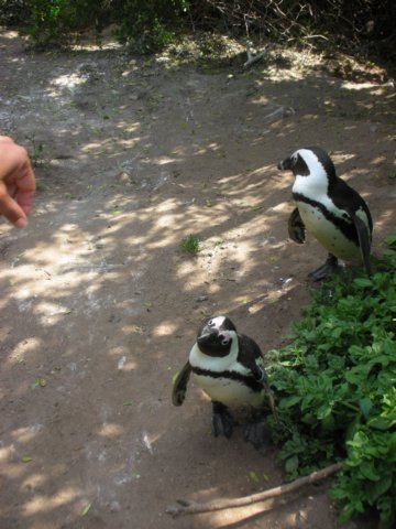 thereisa3000strongpenguincolonysouthofcapetownnearsimonstown.jpg