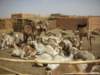 camelmarketinomdurmanoppositekhartum_small.jpg