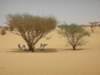 northernsudanbetweenkarimaandkhartumshadeisappreciated_small.jpg