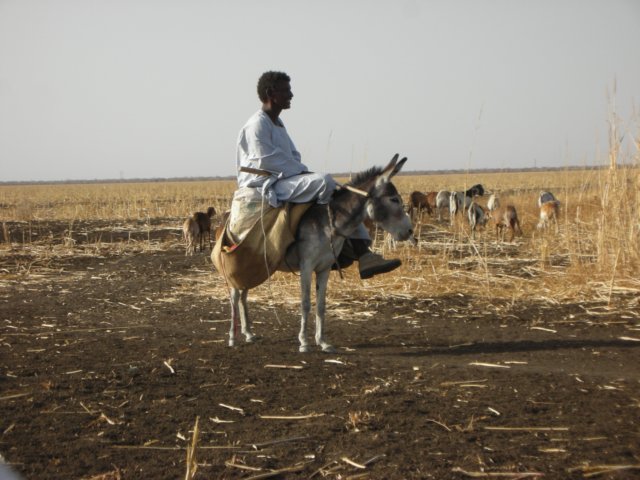 shepardneargedarefsudansomehowdonkeysaresmallerinthisarea.jpg