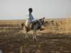 shepardneargedarefsudansomehowdonkeysaresmallerinthisarea_small.jpg