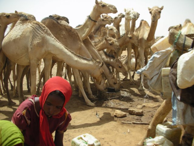 thecamelswerefightingforthewaterwhenitwaspouredintoabigbucket.jpg