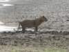 atkatavinationalparktanzania_small.jpg