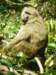 baboonatgombestreamnationalparktanzania_small.jpg