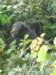 chimpanzeeingombestreamnationalparklaketanganyikatanzania_small.jpg