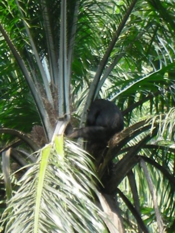 chimptrackingisdoneonfootanditisnotalwayseasytospotthemthattheyposeforthecameraisevenlesslikely.jpg