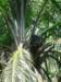 chimptrackingisdoneonfootanditisnotalwayseasytospotthemthattheyposeforthecameraisevenlesslikely_small.jpg