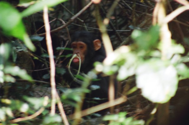 gombestreamparkhasriverineforestmakingitrathereasyforthechimpanzeestohide.jpg