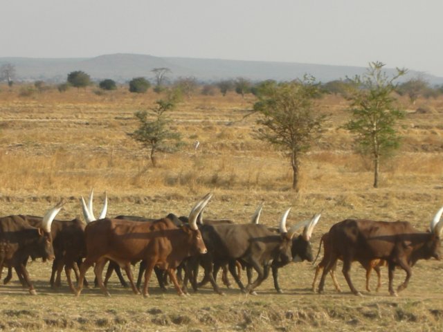 hugehornsoncowsareacommonsightintanzania.jpg