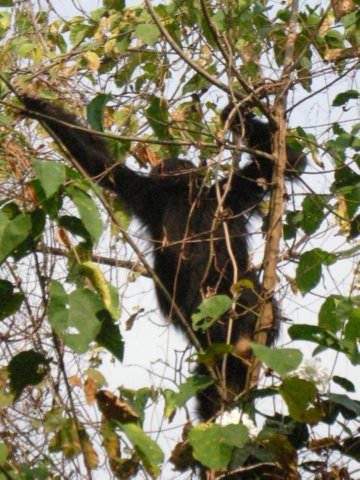 itwasnicewatchingthechimpsmovefromonetreetothenext.jpg