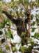 itwasnicewatchingthechimpsmovefromonetreetothenext_small.jpg