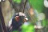 seeingchimpsinthewildisamemorablewildlifeexperience_small.jpg
