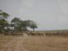theroadparalleltolaketanganyikaleadsthroughkatavinationalparkwedrovetoalakeneartheroad_small.jpg
