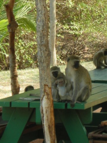 vervetmonkeysattheplacewecampedonlaketanganyika.jpg