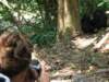 victorialovedobservingandphotographingthechimps_small.jpg