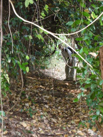 wewentforanotherchimptrackingintheafternoonwalkingthroughsomedensebush.jpg