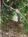 wewentforanotherchimptrackingintheafternoonwalkingthroughsomedensebush_small.jpg