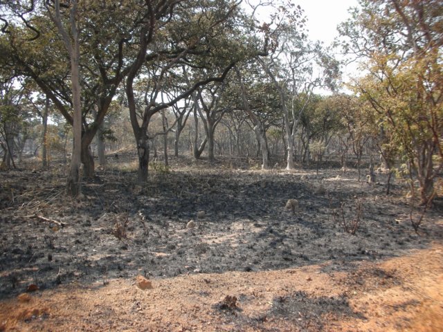 wewereshockedthatthemajorityoftanzaniaisbeingburneddown.jpg